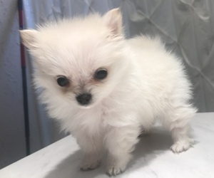 Pomeranian Puppy for sale in MIDLAND, TX, USA