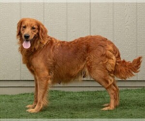 Mother of the Goldendoodle puppies born on 05/10/2025