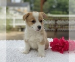 Small Photo #8 Pembroke Welsh Corgi Puppy For Sale in GAP, PA, USA