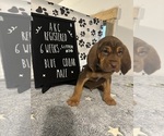 Puppy Blue collar 2 Bloodhound