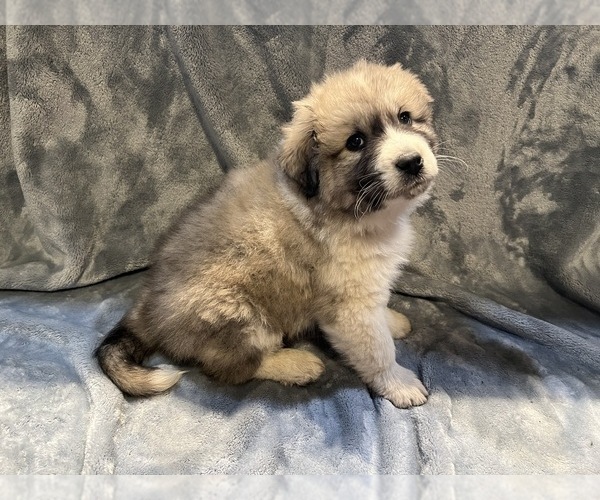 Medium Photo #22 Anatolian Pyrenees Puppy For Sale in CULDESAC, ID, USA