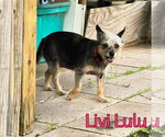 Small #25 Mutt