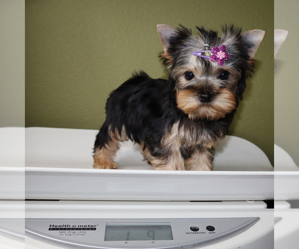 Medium Photo #5 Yorkshire Terrier Puppy For Sale in LOS ANGELES, CA, USA