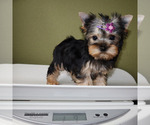 Small #4 Yorkshire Terrier