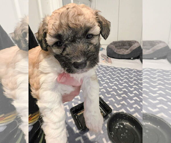 Medium Photo #1 Poodle (Miniature) Puppy For Sale in Corona, CA, USA