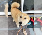 Small #2 Siberian Husky Mix
