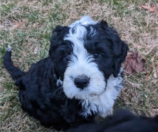 Medium Photo #2 Bernese Mountain Dog-Portuguese Water Dog Mix Puppy For Sale in COATESVILLE, PA, USA