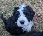 Small Photo #2 Bernese Mountain Dog-Portuguese Water Dog Mix Puppy For Sale in COATESVILLE, PA, USA