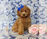 Small Photo #3 Cockapoo-Poodle (Miniature) Mix Puppy For Sale in BIRD IN HAND, PA, USA