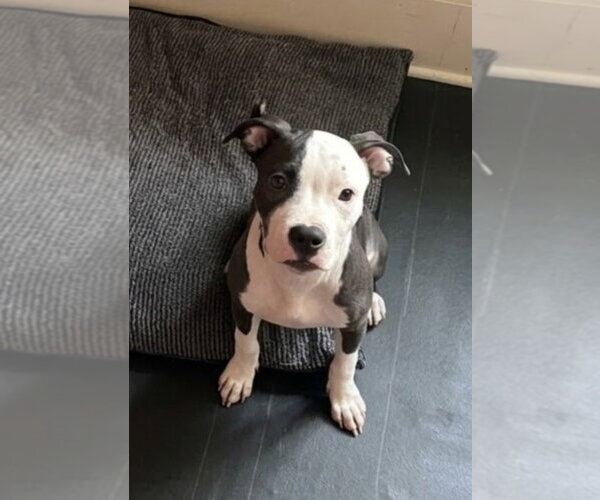 Medium Photo #2 American Pit Bull Terrier-Unknown Mix Puppy For Sale in Oakhurst, NJ, USA