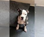 Small Photo #2 American Pit Bull Terrier-Unknown Mix Puppy For Sale in Oakhurst, NJ, USA