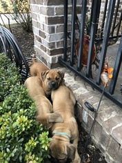 Boerboel Puppy for sale in NASHVILLE, TN, USA
