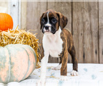 Small #3 Boxer