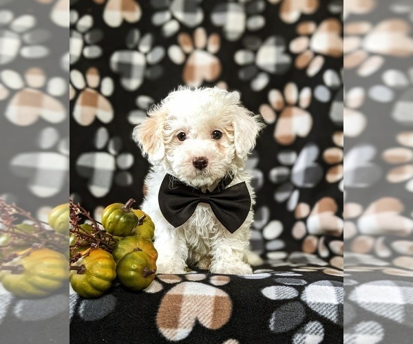Medium Photo #3 Bichpoo Puppy For Sale in LINCOLN UNIVERSITY, PA, USA