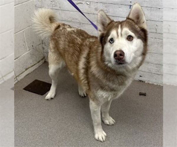 Medium Photo #1 Siberian Husky Puppy For Sale in San Bernardino, CA, USA