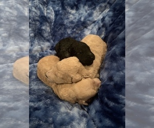 Goldendoodle-Poodle (Standard) Mix Puppy for sale in CORBIN, KY, USA