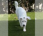 Small Photo #11 Great Pyrenees-Unknown Mix Puppy For Sale in Garland, TX, USA