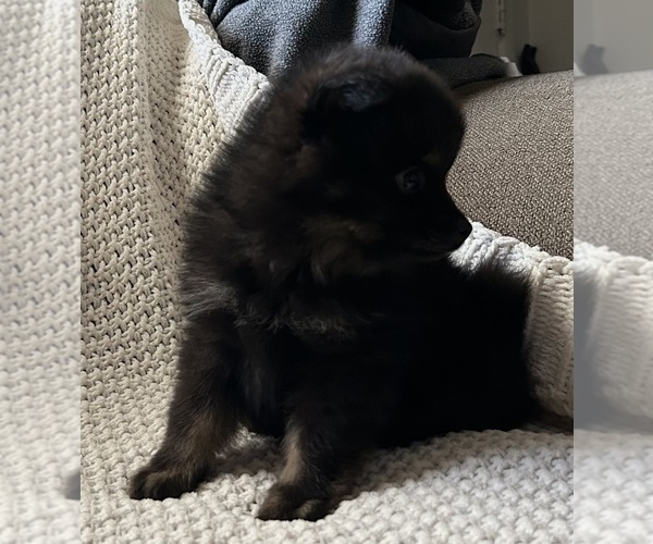 Medium Photo #17 Pomeranian Puppy For Sale in SACRAMENTO, CA, USA