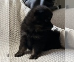 Small Photo #17 Pomeranian Puppy For Sale in SACRAMENTO, CA, USA