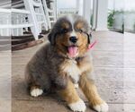 Small #4 Bernedoodle (Miniature)