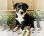 Small Photo #6 Border Collie Puppy For Sale in RIPON, CA, USA