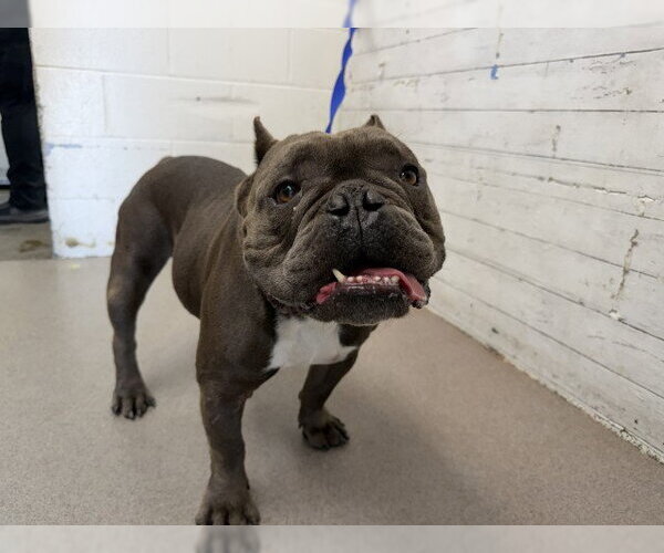 Medium Photo #1 Bulldog Puppy For Sale in San Bernardino, CA, USA