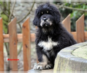 Tibetan Mastiff Puppy for sale in Siechnice, Lower Silesia, Poland