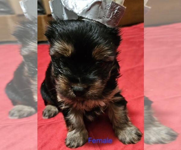 Medium Photo #7 Yorkshire Terrier Puppy For Sale in CONKLIN, NY, USA