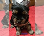 Small #6 Yorkshire Terrier