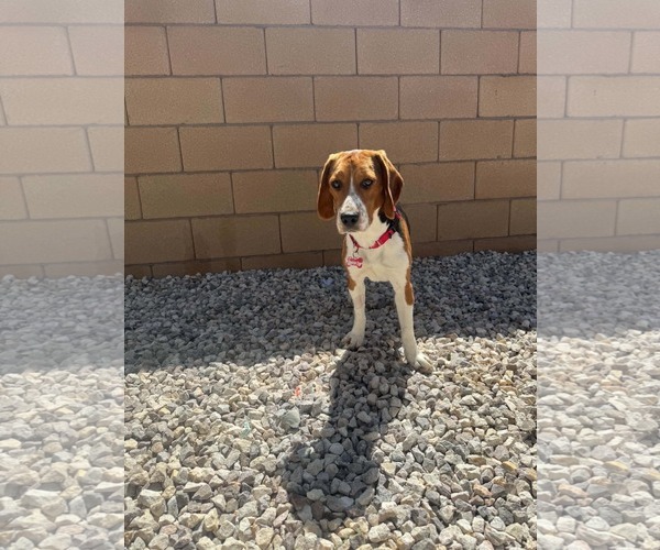 Medium Photo #5 Beagle Puppy For Sale in Las Vegas, NV, USA