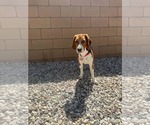 Small #4 Beagle