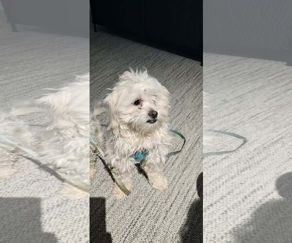 Medium Photo #5 Maltipoo (Miniature) Puppy For Sale in Littleton, CO, USA