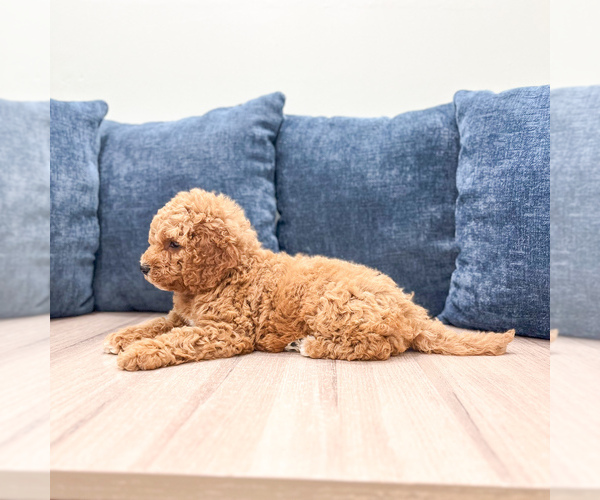 Medium Photo #5 Miniature Labradoodle Puppy For Sale in MILLERSBURG, OH, USA