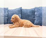 Small #4 Miniature Labradoodle
