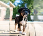 Small #1 Mutt