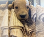 Puppy 1 Goldendoodle