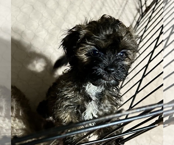 Medium Photo #3 Shih-Poo Puppy For Sale in GLOUCESTER, VA, USA
