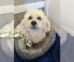 Small #3 Poodle (Miniature) Mix