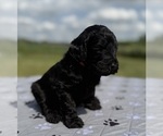 Small Photo #24 Goldendoodle Puppy For Sale in HOWARD CITY, MI, USA