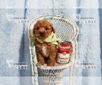 Small Photo #5 Poodle (Toy) Puppy For Sale in SANGER, TX, USA