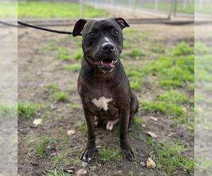 Mutt Dogs for adoption in Modesto, CA, USA