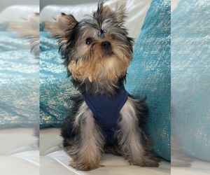 Yorkshire Terrier Puppy for sale in CORAL SPRINGS, FL, USA