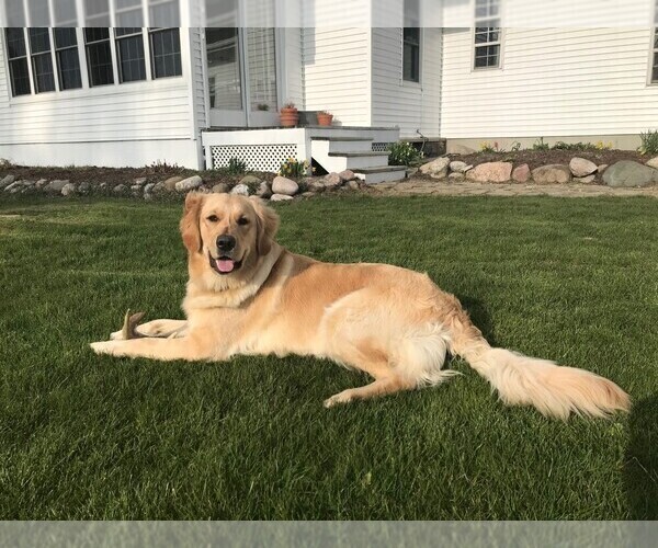 Medium Photo #1 Golden Retriever Puppy For Sale in HAMILTON, MI, USA
