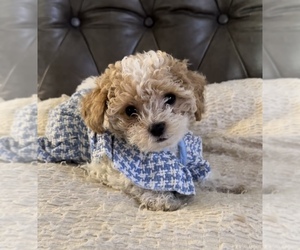 Maltipoo Puppy for Sale in MANHATTAN BEACH, California USA
