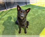 MOON - Female German Shepherd Dog Dog for Adoption - Small photo