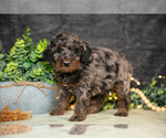 Small #1 Poodle (Miniature)