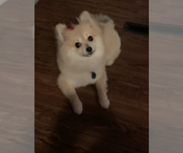 Medium Photo #1 Pomeranian Puppy For Sale in PORTLAND, ME, USA