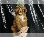 Small #2 Poodle (Toy)