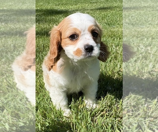 Medium Photo #3 Cavalier King Charles Spaniel Puppy For Sale in FAIR HAVEN, MI, USA