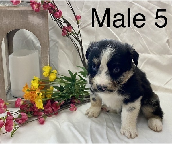 Medium Photo #19 Miniature Australian Shepherd Puppy For Sale in WHITEWATER, MO, USA